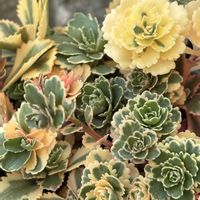 チコリ,ラナンキュラス,ラナンキュラス,アトランティス,植え替えの画像