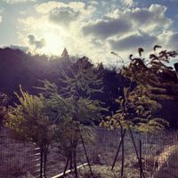 アカシア,ミモザ,銀葉アカシアプルプレア,銀葉アカシアプルプレア,三角葉アカシアの画像