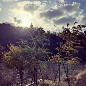 アカシア,ミモザ,銀葉アカシアプルプレア,銀葉アカシアプルプレア,三角葉アカシアの画像