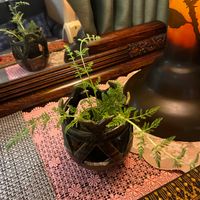 ニンジン,葉っぱ,野菜の花の画像