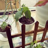 インドボダイジュの画像