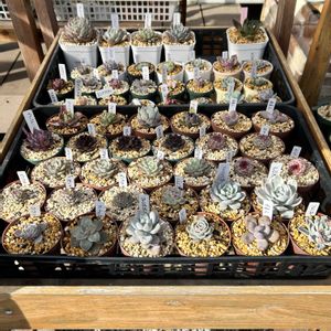 エケちゃんたちの花✨,ガーデニング,ウッドデッキ,寄せ植え大好き,お迎え多肉の画像