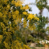 ミモザ,クスノキ,花のある暮らし,旅の風景,植物と暮らすの画像