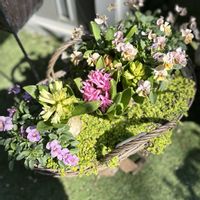 ヒヤシンス,ベビーティアーズ,ビオラ,モーヴビオラ,モーブビオラの画像