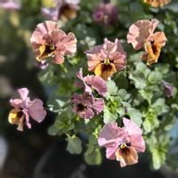 ビオラ,ガーデニング,ビオラ・パンジー,マンションの庭,Junk sweet Garden tef*tef*の画像