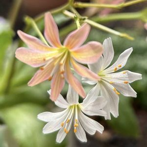 レウィシア,鉢植え,シェードガーデンの画像