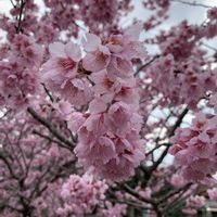 カーネーション,ガーベラ,キンギョソウ,ホトケノザ,カンヒザクラの画像