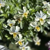 スミレ,ビオラ,ビオラ すみれ図鑑,すみれ図鑑,ガーデニングの画像