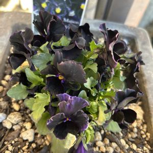 ローダンセマム,パンジー,ビオラ,寄せ植え,自己流ガーデニングの画像