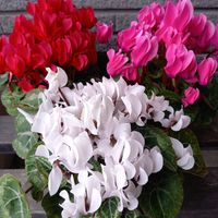 シクラメン,鉢植え,ガーデニング,我が家,玄関の画像