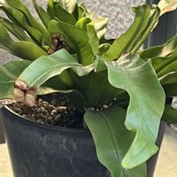 シダ,アスプレニウム,スタンダートプロダクツ,ベランダの画像