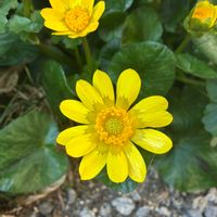 リュウキンカの画像