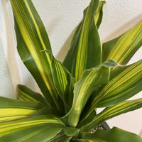 ドラセナ,スタンダートプロダクツの画像