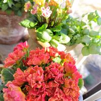 セントポーリア,プリムラ　ジュリアン,プリムラジュリアン　星咲ふくりんりん,プリムラクラシカルラパン,ベランダの画像