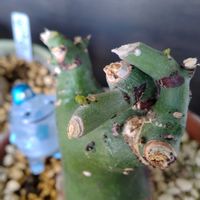 アデニア・グラウカの画像