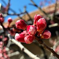 アンズ,アンズ,癒し,花のある暮らし,iPhone撮影の画像