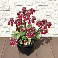 カランコエウェンディ,多肉植物,カランコエ属,多肉女子,ベル型の花の画像