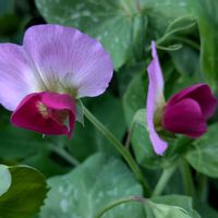 スナップエンドウの画像