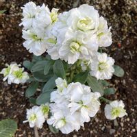 ストックの画像