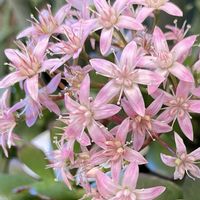 カネノナルキ,花月,ピンクの花,GSのみなさんに感謝♡,ピンク❤︎ピンクの画像