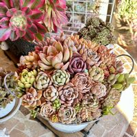 亀甲竜,ミモザ,ミモザ,多肉植物,多肉植物寄せ植えの画像