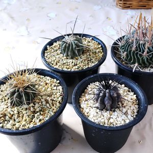 黒王丸,振武玉,振武玉,コピアポア黒王丸,黒士冠の画像