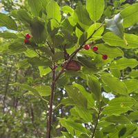 ソヨゴ,ソヨゴ,ウスギオウレン,明治の森箕面国定公園,8日は葉っぱの発表会の画像