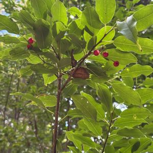 ソヨゴ,ソヨゴ,ウスギオウレン,明治の森箕面国定公園,8日は葉っぱの発表会の画像