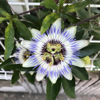 トケイソウ,山野草,白い花,トケイソウ科の画像