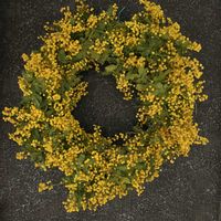 植物,お花,お庭,マイガーデン,自然大好きの画像