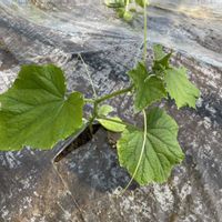 キュウリ,実家,みんな最高の画像