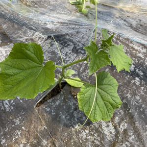 キュウリ,実家,みんな最高の画像