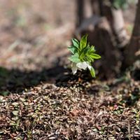 クリスマスローズ,スイセン,スミレ,ニオイスミレ,ミニ水仙の画像