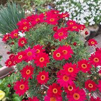 ガーベラ,マーガレット,マーガレット,マーガレットマルスレッド,可愛いの画像