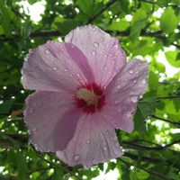 ムクゲ,アオイ科,ピンクの花の画像