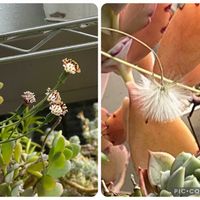ドルフィンネックレス,薔薇伊豆の踊り子,多肉植物,GS 大好き,がんばろう！の画像