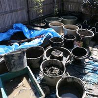 ハス,植え替え,ビオトープ,おうち園芸,ハスの花が咲く庭のビオトープの画像