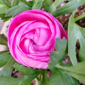 ラナンキュラス,山口県民,寄せ植え,プランター,春の色の画像