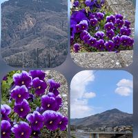 ハナニラ,ニオイスミレ,ビオラ,花梅,比叡山…の画像