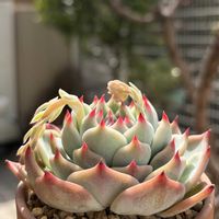 桃太郎,桃太郎,多肉植物,鉢植え,エケベリア属の画像