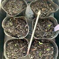 島唐辛子,種まき,芽生えの画像
