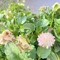 クリスマスローズ,スカビオサ,スカビオサ  白ときどき桃,クリスマスローズ　あんず小鞠,春待ちの画像