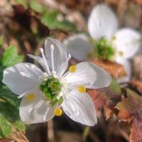 ガーデンシクラメン,バイカオウレン,花のある暮らし,春の訪れ,小さな幸せの画像