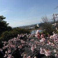 モッコウバラ,ヒメウズ,エリンジウム,タチテンモンドウ,イモカタバミの画像