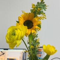 チューリップ,ヒマワリ,ラナンキュラス,ミモザの画像