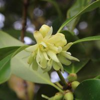 シキミ,早春の花,春がきた♪,筑波実験植物園,樹木の花の画像