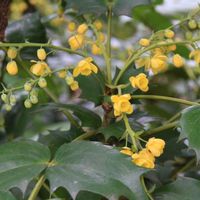 ヒイラギナンテン,早春の花,春がきた♪,筑波実験植物園,樹木の花の画像
