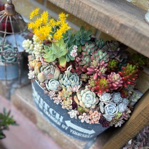 薄化粧,薄化粧の花,多肉寄せ植え,植物のある暮らし,リメ缶・リメ鉢の画像