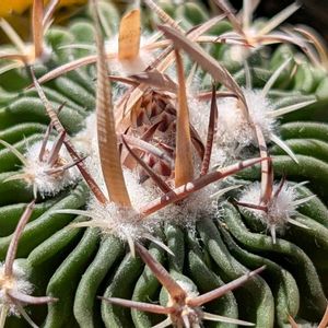 サボテン,縮玉,多肉植物,珍奇植物,my succulentの画像