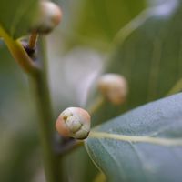 月桂樹,広葉樹,ハーブ,つぼみ,青空の画像